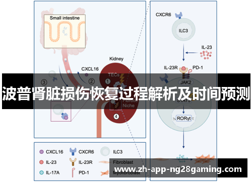 波普肾脏损伤恢复过程解析及时间预测